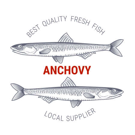 Anchovy in engraving style, label for fish producers or restaurant, vectorのイラスト素材