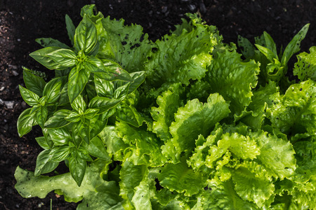 Salad and basil are grown in the garden. Fresh greens after rain. Luxury greeneryの写真素材