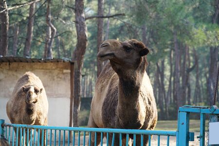 Camel in the parkの写真素材