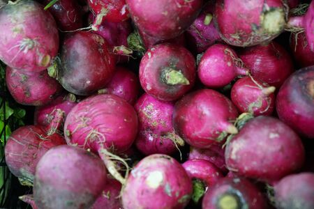 Fresh red Radish stock photoの写真素材