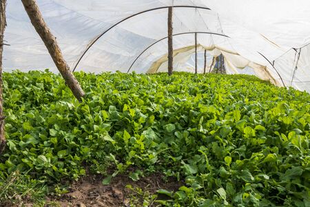 Greenhouse for the cultivation of salad stock photo