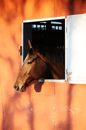 portrait of a horse in stableの写真素材