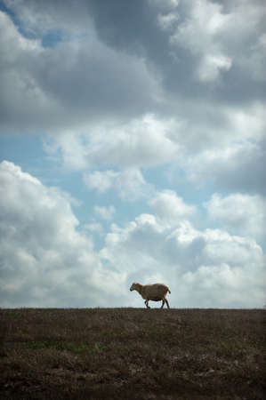Sheep lonely walking through a field of grassの写真素材
