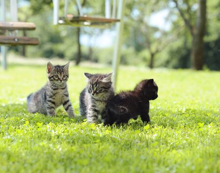 three kittens playing on the grassの写真素材