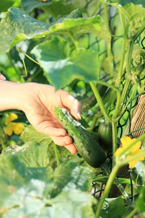 Woman hands picking a cucumber, close upの写真素材