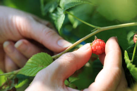 Woman hands picking a red raspberry, shallow deep of fieldの写真素材