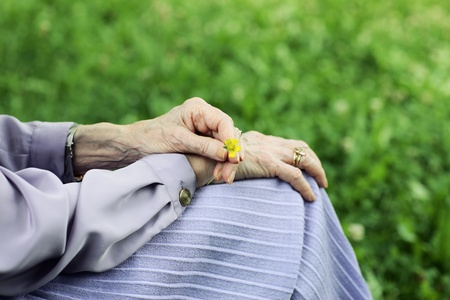 The hands of an elderly woman holding a yellow flowerの写真素材