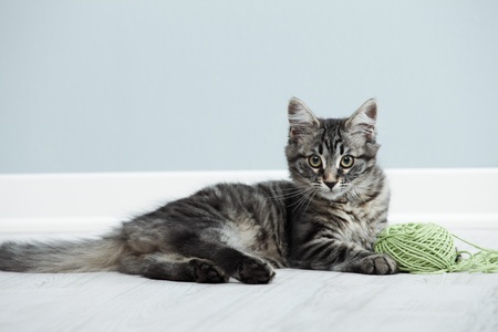 Kitten playing with a ball of wool on floorの写真素材