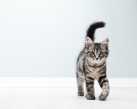 Cute kitten walking on floor at homeの写真素材