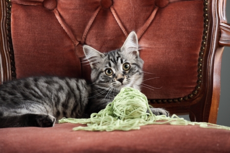 Kitten playing with a ball of wool in a red armchairの写真素材