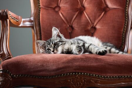 Cute Kitten relaxing on a baroque armchairの写真素材
