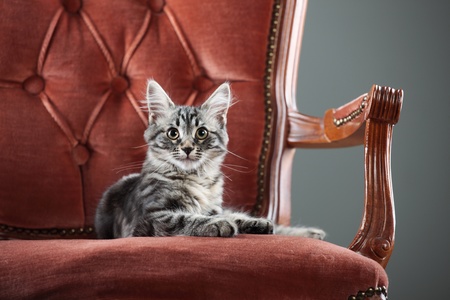 Portrait of a cute kitten relaxing on a baroque armchairの写真素材