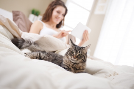 Beautiful cat lying on bed, woman using a tablet on backgroundの写真素材