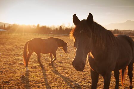 Beautiful horses grazing at sunset with country landscapeの写真素材