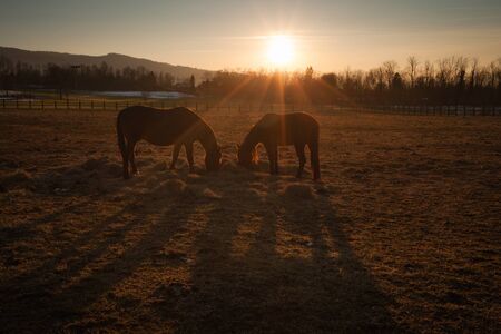 Beautiful horses grazing at sunset with country landscapeの写真素材
