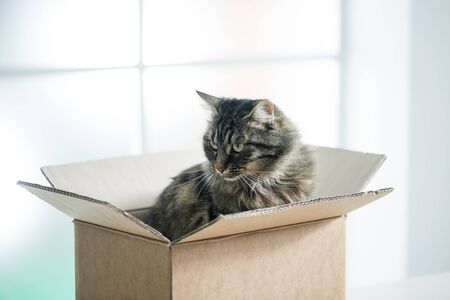 Beautiful long hair cat sitting in a cardboard box next to a window