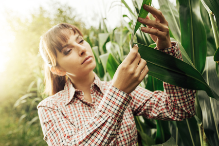 Young female farmer working in the field and checking plants, agriculture and healthy living conceptの写真素材