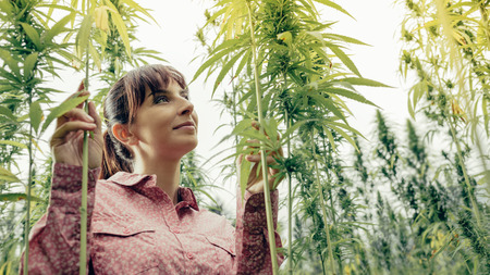 Smiling young woman in a hemp garden touching plantsの写真素材