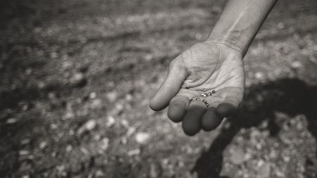 Farmer sowing seeds in the fields hand close up, soil on backgroundの写真素材