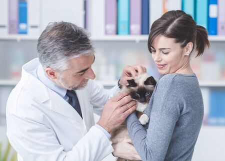 Veterinarian examining a cat in the owner's armsの写真素材