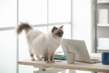 Beautiful cat walking on the desktop next to a window and looking around, pets at home conceptの写真素材