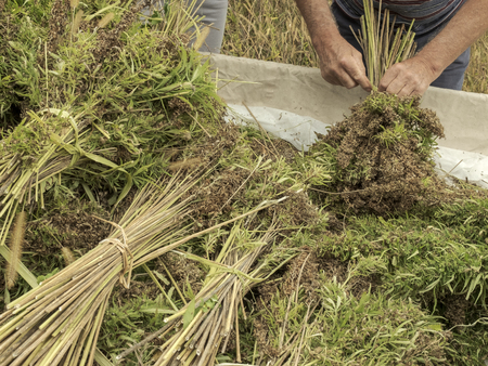 Professional farmer tying bundles of freshly harvested hemp stalks: industrial hemp cultivation