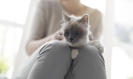 Woman holding a beautiful cat on her lap, pets and lifestyle conceptの写真素材