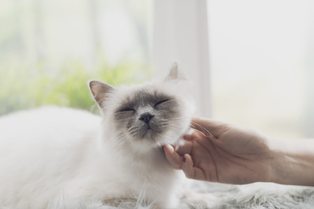 Beautiful cat lying on a fluffy carpet next to a window, a woman is petting herの写真素材