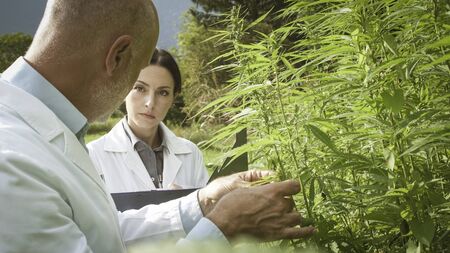 Professional researchers working in a hemp field, they are checking plants, alternative medicine and...