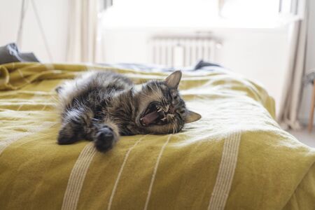 Lovely cat lying on the bed, yawning and stretching paws, pet lifestyle conceptの写真素材