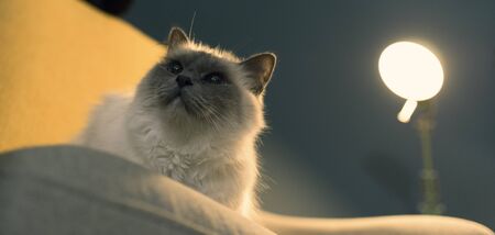 Cute lovely birman cat relaxing on the armchair at homeの写真素材