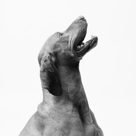 Portrait of dog hungarian Vizsla isolated on white backgroundの写真素材