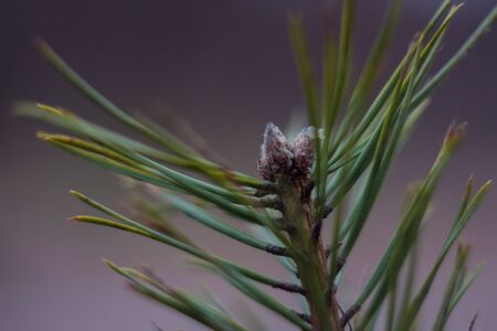 Branch of pine trees taken close-up.