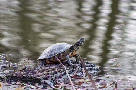 The turtle is heated on a log. Turtle in the lakeの写真素材