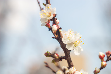 Flowers of a blossoming apricot. The beginning of springの写真素材