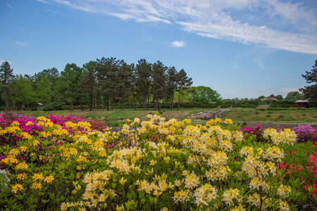 Bushes of bright colorful flowers on a background of blue skyの写真素材