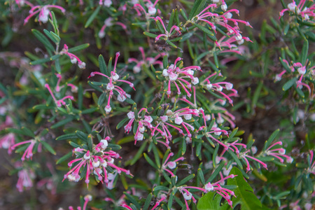 Bushes colorful spring flowers. Spring theme. Botanical Gardenの写真素材