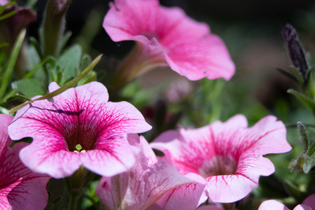 Lovely colorful flowers.の写真素材