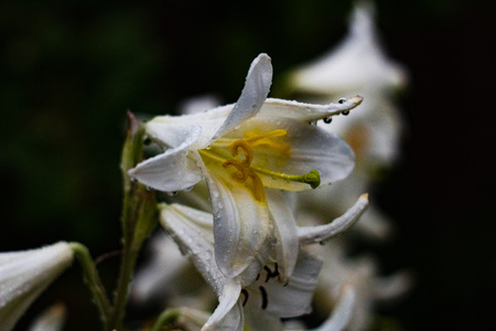 White flowers on the rainの写真素材