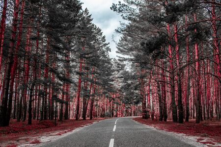 Empty road passing through the coniferous forest.の写真素材
