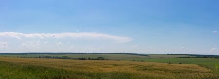 Panoramic shot of a field with wheat. Farm activities.の写真素材