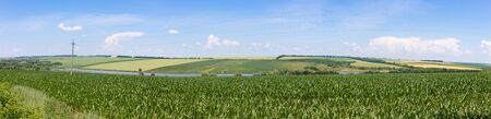 Panoramic shot of a field with corn. Farm activities.の写真素材