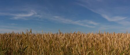 Field of ripe wheat against the blue sky.の写真素材