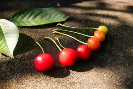 Cherry berries are in order of relevance from green to ripe red.の写真素材