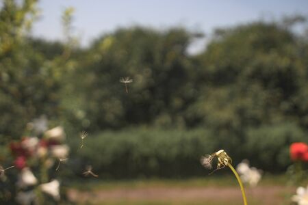 Dandelion seeds carries the wind. Clear summer dayの写真素材