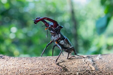 Beetle - a deer crawls on a wooden stick. Beetle with horns.