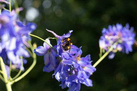 Bumblebee collects nectar in blue colors. Close-up photo. Wildflowers bloom in the gardenの写真素材