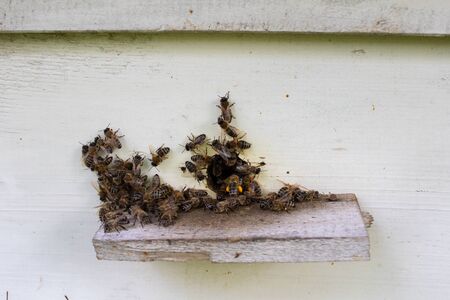 Bees fly into the hive. Bees carry pollen on their pawsの写真素材