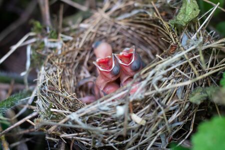 Baby birds opened their beaks, waiting for their parents to feed them.の写真素材