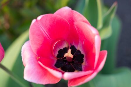 In a red tulip lies an engagement ring.の写真素材